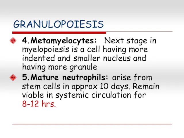 GRANULOPOIESIS 4.Metamyelocytes: Next stage in myelopoiesis is a cell having