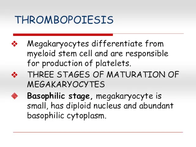 THROMBOPOIESIS Megakaryocytes differentiate from myeloid stem cell and are responsible for production of