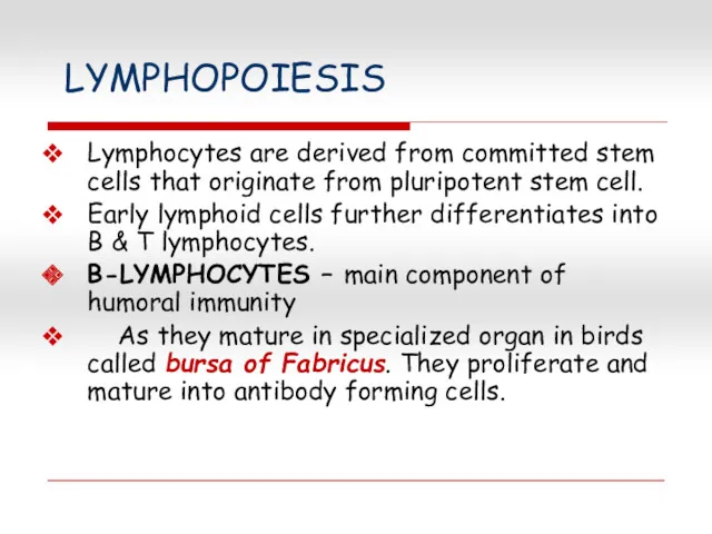 LYMPHOPOIESIS Lymphocytes are derived from committed stem cells that originate from pluripotent stem