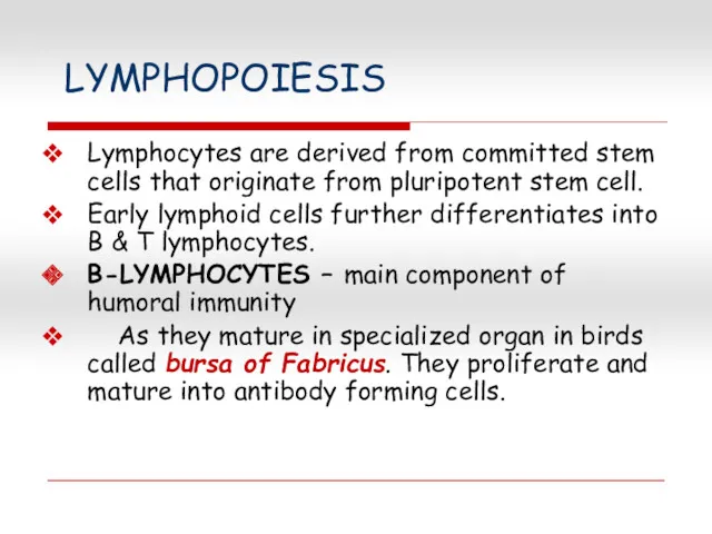 LYMPHOPOIESIS Lymphocytes are derived from committed stem cells that originate