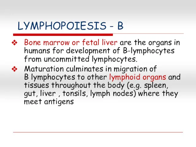 LYMPHOPOIESIS - B Bone marrow or fetal liver are the organs in humans