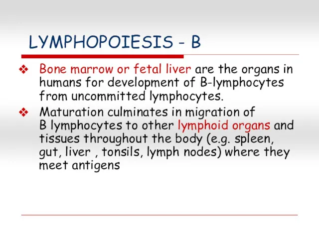 LYMPHOPOIESIS - B Bone marrow or fetal liver are the