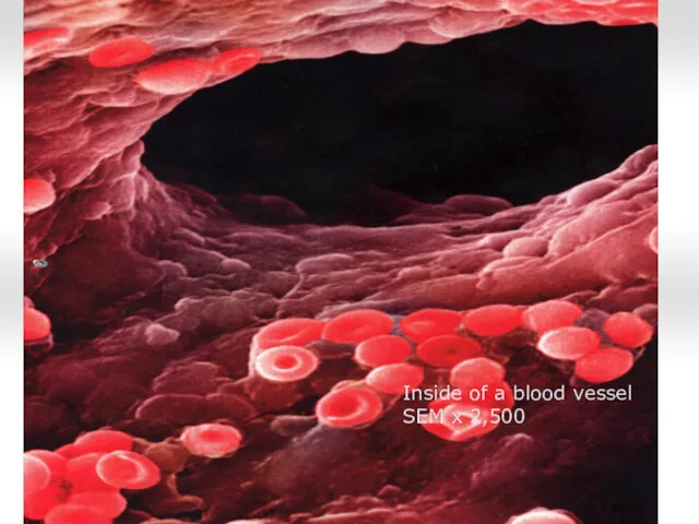 Inside of a blood vessel SEM x 2,500
