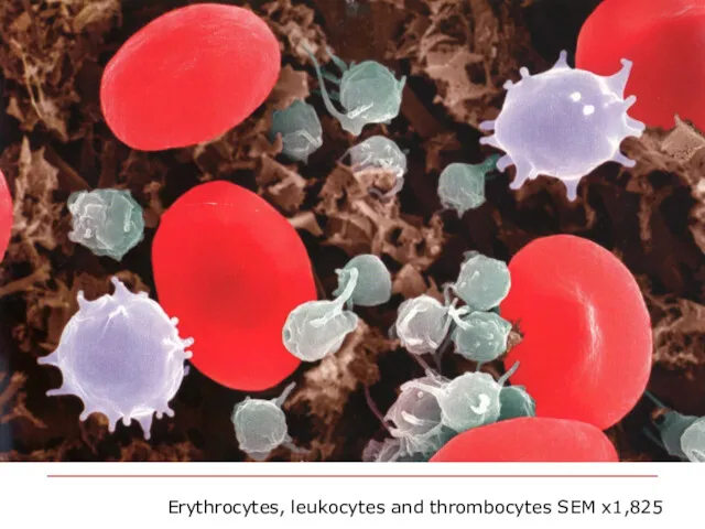 Erythrocytes, leukocytes and thrombocytes SEM x1,825