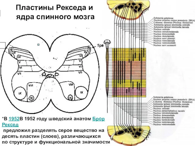 Пластины Рекседа и ядра спинного мозга *В 1952В 1952 году шведский анатом Брор