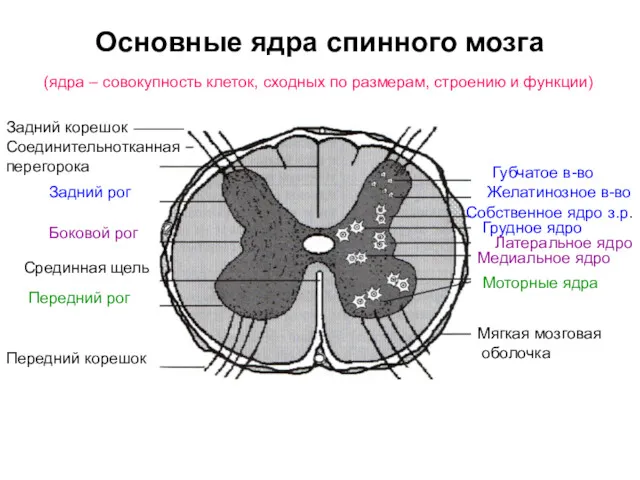 Основные ядра спинного мозга Задний корешок Соединительнотканная перегорока Задний рог Боковой рог Срединная