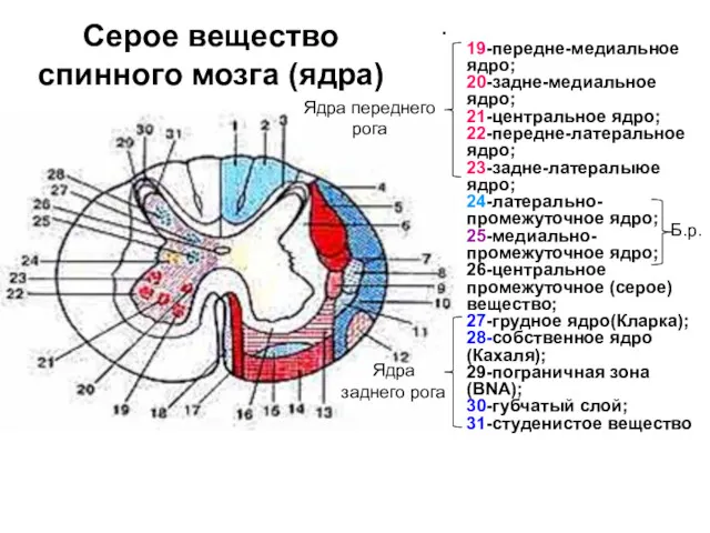 Серое вещество спинного мозга (ядра) 19-передне-медиальное ядро; 20-задне-медиальное ядро; 21-центральное ядро; 22-передне-латеральное ядро;