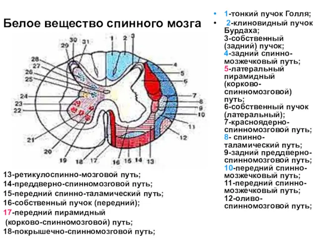 Белое вещество спинного мозга 1-тонкий пучок Голля; 2-клиновидный пучок Бурдаха; 3-собственный (задний) пучок;