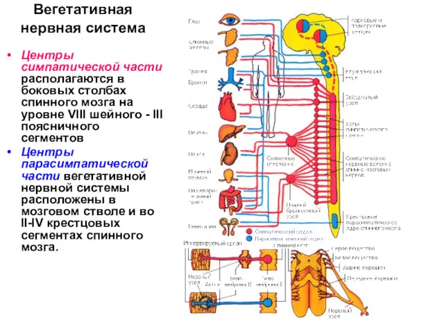 Вегетативная нервная система Центры симпатической части располагаются в боковых столбах спинного мозга на