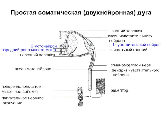 Простая соматическая (двухнейронная) дуга задний хорешок аксон чувствите.пьноrо нейрона 1.чувствитепьный нейрон спинальный ганглий