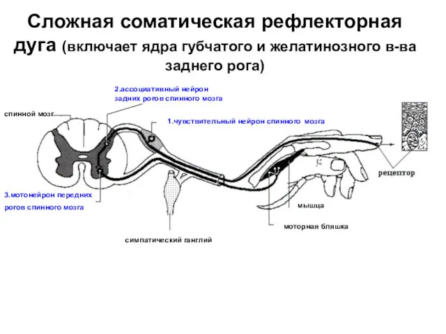 Сложная соматическая рефлекторная дуга (включает ядра губчатого и желатинозного в-ва заднего рога) 2.ассоциативный