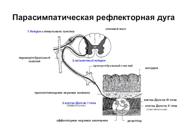 Парасимпатическая рефлекторная дуга 1.Нейрон спинального ганглия спинной мозг паравертебральный ганглий желудок преганглионарное нервное