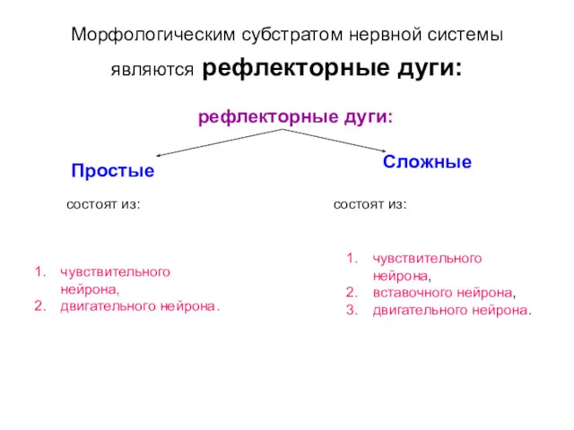 Морфологическим субстратом нервной системы являются рефлекторные дуги: Простые Сложные состоят