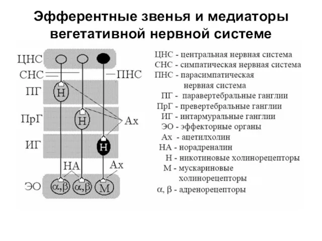 Эфферентные звенья и медиаторы вегетативной нервной системе