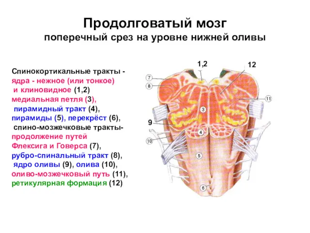 Продолговатый мозг поперечный срез на уровне нижней оливы Спинокортикальные тракты