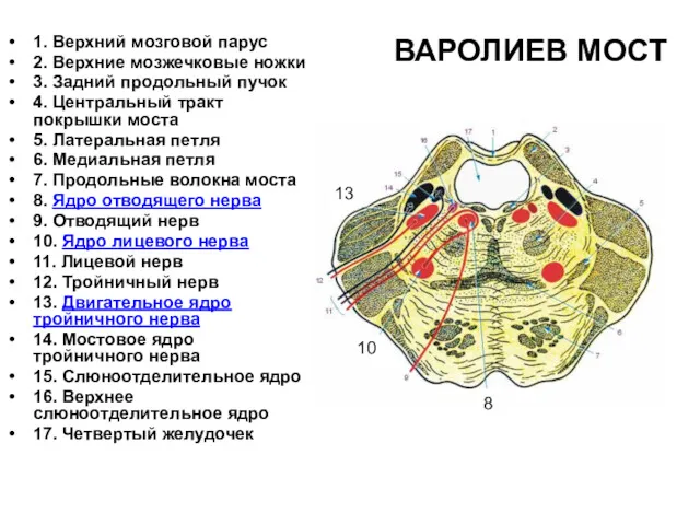 ВАРОЛИЕВ МОСТ 1. Верхний мозговой парус 2. Верхние мозжечковые ножки 3. Задний продольный