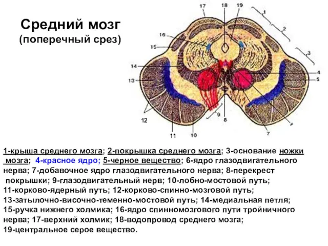 Средний мозг (поперечный срез) 1-крыша среднего мозга; 2-покрышка среднего мозга;