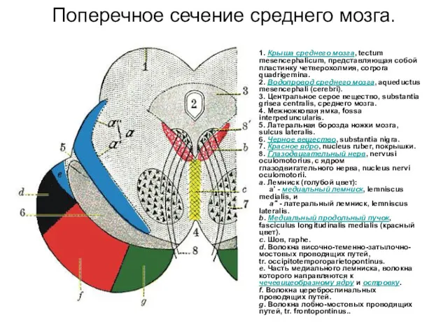 Поперечное сечение среднего мозга. 1. Крыша среднего мозга, tectum mesencephalicum, представляющая собой пластинку