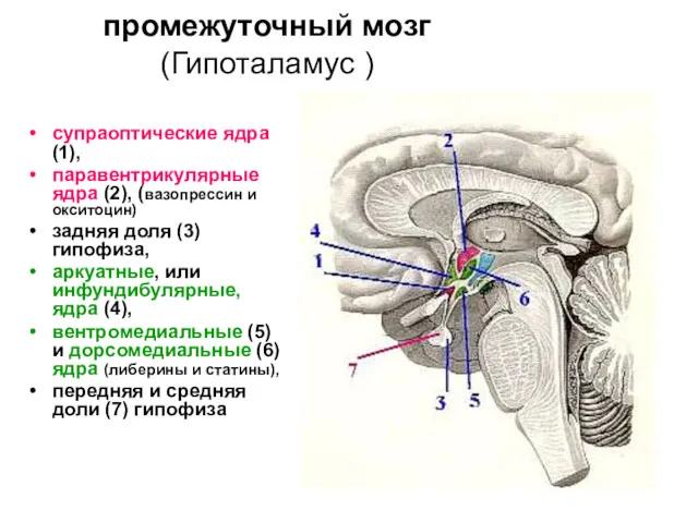 промежуточный мозг (Гипоталамус ) супраоптические ядра (1), паравентрикулярные ядра (2), (вазопрессин и окситоцин)