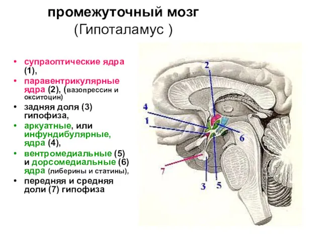 промежуточный мозг (Гипоталамус ) супраоптические ядра (1), паравентрикулярные ядра (2),