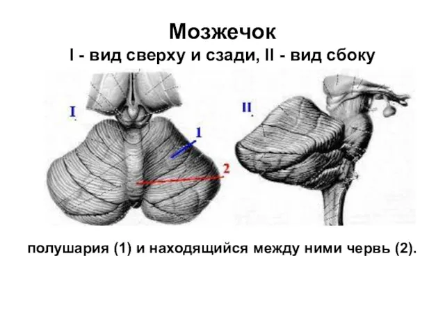 Мозжечок I - вид сверху и сзади, II - вид сбоку полушария (1)