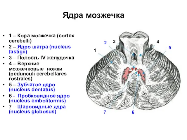 Ядра мозжечка 1 – Кора мозжечка (cortex cerebelli) 2 – Ядро шатра (nucleus