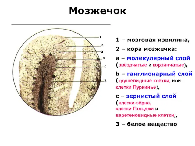 Мозжечок 1 – мозговая извилина, 2 – кора мозжечка: a