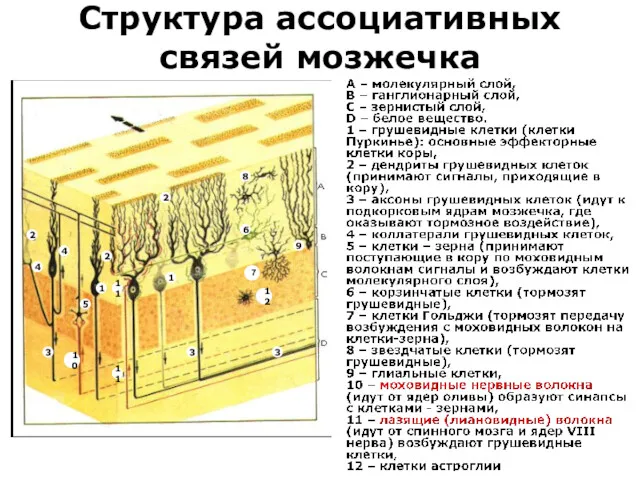 Структура ассоциативных связей мозжечка 7