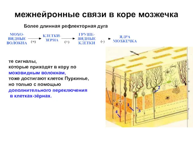 межнейронные связи в коре мозжечка те сигналы, которые приходят в