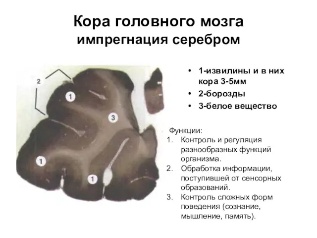 Кора головного мозга импрегнация серебром 1-извилины и в них кора 3-5мм 2-борозды 3-белое