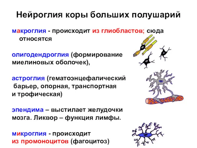 Нейроглия коры больших полушарий макроглия - происходит из глиобластов; сюда