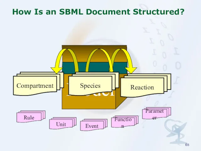 How Is an SBML Document Structured? Model Compartment Reaction Species