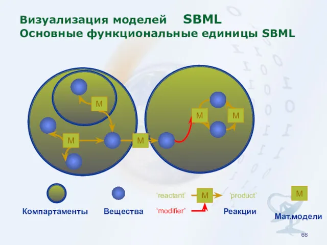 ‘reactant’ Визуализация моделей SBML Основные функциональные единицы SBML Компартаменты Вещества