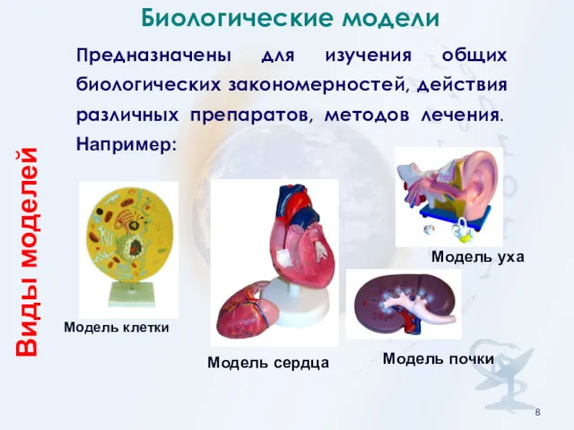 Модель клетки Модель почки Модель сердца Биологические модели Предназначены для