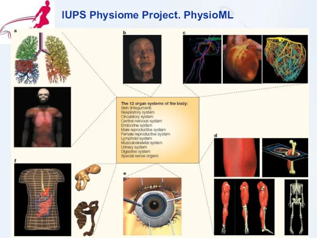 (с) Рыжов А.А. 2006.10.12 IUPS Physiome Project. PhysioML