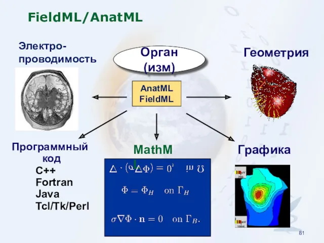 FieldML/AnatML AnatML FieldML Программный код MathML Графика Орган(изм) C++ Fortran Java Tcl/Tk/Perl Геометрия Электро- проводимость