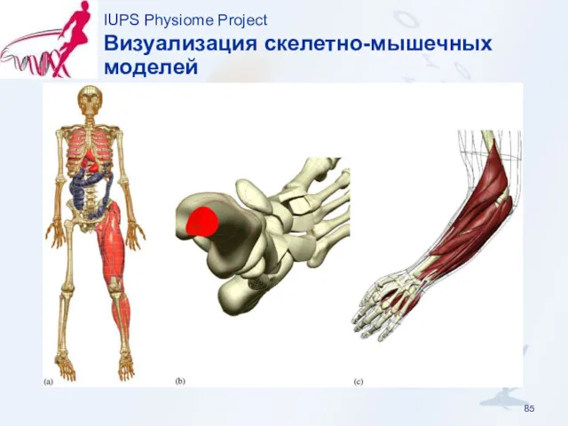 IUPS Physiome Project Визуализация скелетно-мышечных моделей