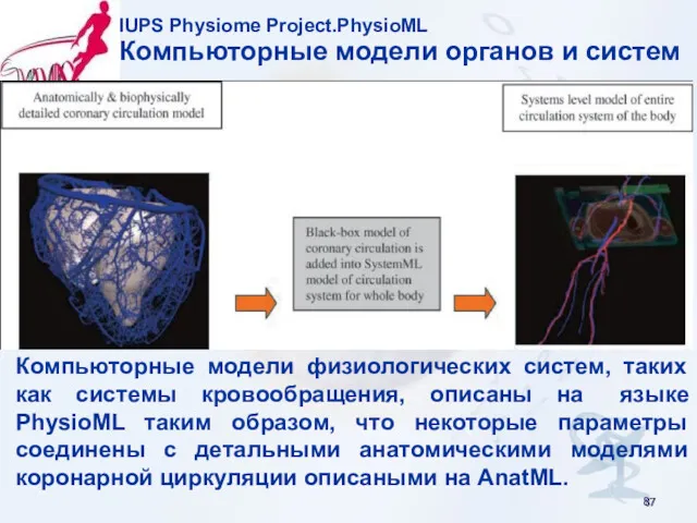 IUPS Physiome Project.PhysioML Компьюторные модели органов и систем Компьюторные модели