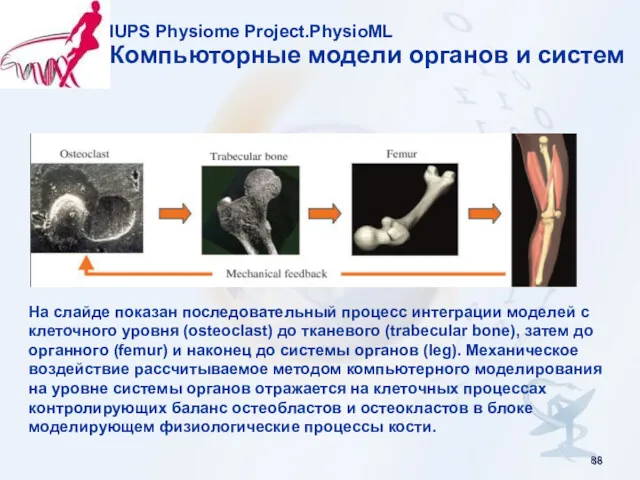 IUPS Physiome Project.PhysioML Компьюторные модели органов и систем На слайде