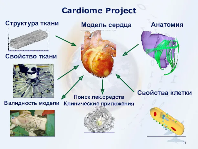Cardiome Project Структура ткани Свойство ткани Валидность модели Поиск лек.средств