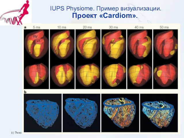 (с) Рыжов А.А. 2006.10.12 IUPS Physiome. Пример визуализации. Проект «Cardiom».