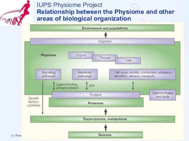 (с) Рыжов А.А. 2006.10.12 IUPS Physiome Project Relationship between the