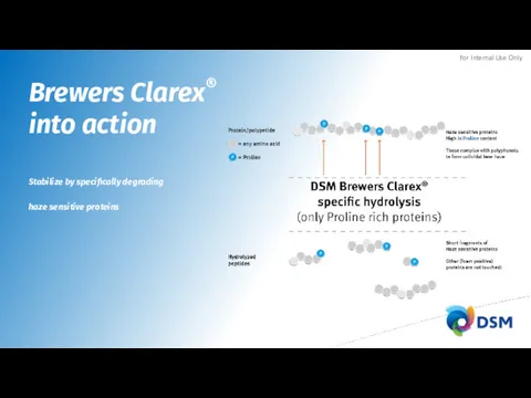 Brewers Clarex® into action Stabilize by specifically degrading haze sensitive proteins