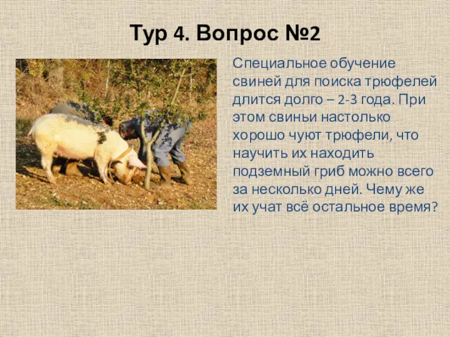 Тур 4. Вопрос №2 Специальное обучение свиней для поиска трюфелей