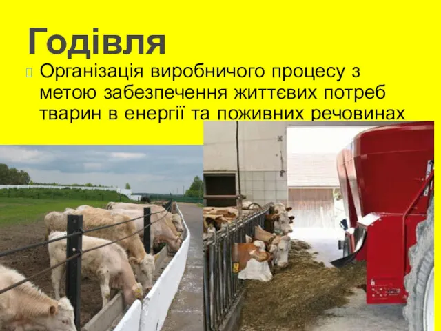 Годівля Організація виробничого процесу з метою забезпечення життєвих потреб тварин в енергії та поживних речовинах