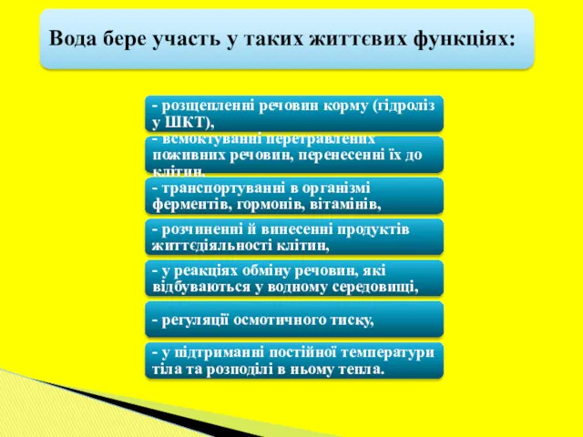 - розщепленні речовин корму (гідроліз у ШКТ), - всмоктуванні перетравлених