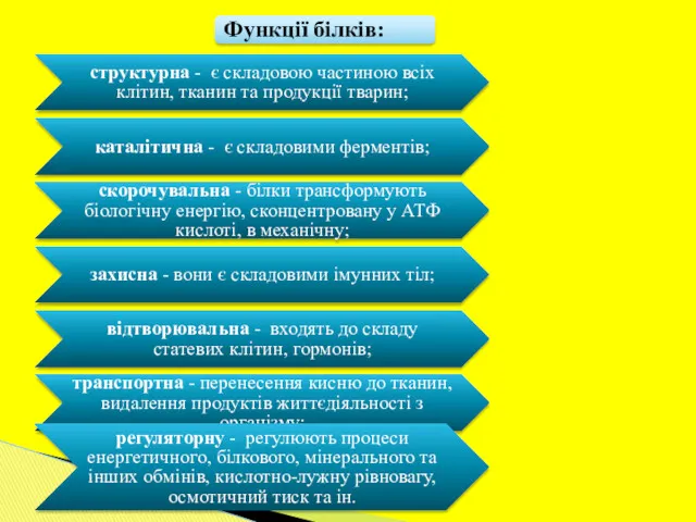 Функції білків: структурна - є складовою частиною всіх клітин, тканин