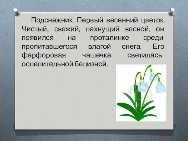 Подснежник. Первый весенний цветок. Чистый, свежий, пахнущий весной, он появился