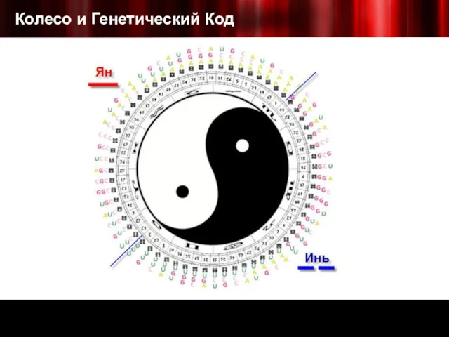 Колесо и Генетический Код