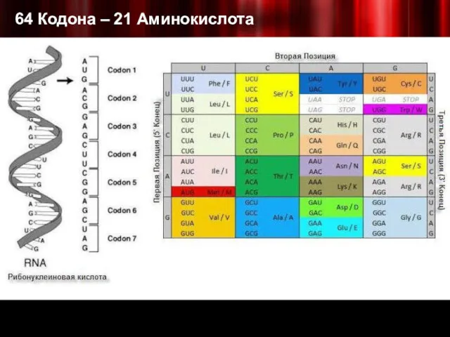 64 Кодона – 21 Аминокислота